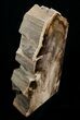 Large Sequoia Petrified Wood Bookends - Oregon #4487-2